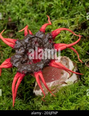 Starfish champignon: Aseroe rubra. Oxshott, Surrey, Royaume-Uni. Notez la mouche du Scathophagide. Banque D'Images