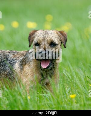 Border Terrier juvénile en herbe longue. Banque D'Images