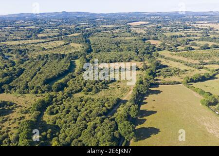 Knepp Estate, Sussex, projet de remilage, image aérienne montre bois de chêne, broussailles et pâturages, été Banque D'Images