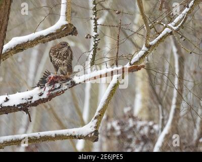 Buzzard commun, Buteo buteo, dans les bois dans la neige, hiver, Norfolk du Nord Banque D'Images