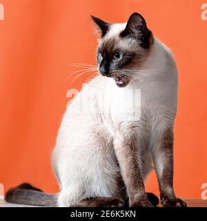 Le chat blanc est en colère et a ouvert sa bouche. Chat thaï sur fond orange, format carré Banque D'Images