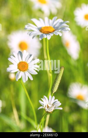Marguerites blanches avec milieu jaune sur le terrain par une journée ensoleillée. Photo de la nature hors de la ville en été, gros plan, mise au point sélective Banque D'Images