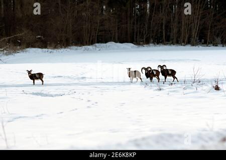 Un troupeau de mouflons en hiver dans la neige sur le terrain. Banque D'Images