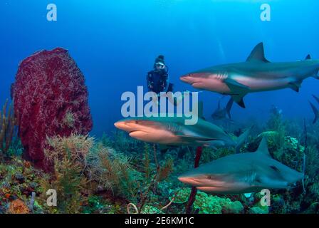 Femelle nageant avec des requins de récif des Caraïbes (Carcharhinus perezi) Et une éponge géante (Xestopongia muta) Dans la mer des Caraïbes à Cordelia Ba Banque D'Images