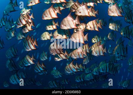 Grande école de corégone de l'Atlantique (Chaetodipterus faber), nageant sur les monts Cayos Cochinos. Cayos Cochinos, Honduras Banque D'Images