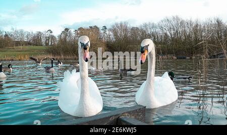 Grand White British Mute Swan Swans vue sur le bas niveau de l'eau Gros plan de la macro photographie sur le lac dans le Hertfordshire avec canadien oies en arrière-plan femelles Banque D'Images