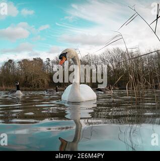 Grand White British Mute Swan Swans vue sur le bas niveau de l'eau Gros plan de la macro photographie sur le lac dans le Hertfordshire avec canadien oies en arrière-plan femelles Banque D'Images