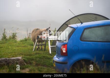 Drôle de brebis sauvage animal manger des haricots de la nourriture de plateau Sur la table de camping laissée au-dessus de la nourriture barbecue alors que les campeurs sont encore Endormi dans la tente dans Peak District Banque D'Images