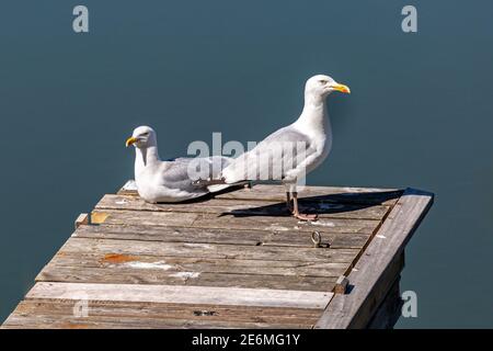 Deux mouettes sur une jetée en bois au soleil du printemps Banque D'Images