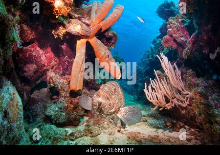 Mérou tigre (Mycteroperca tigris) nageant à côté d'une grande éponge de tube jaune (Aplysina fistularis) descendant d'un mur de corail. Roatan, Islas de la Ba Banque D'Images