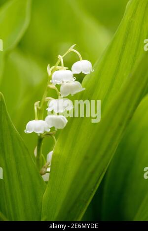Fleurs blanches en forme de cloche de Lily de la vallée, Convallaria majalis. Lily-de-la-vallée Banque D'Images