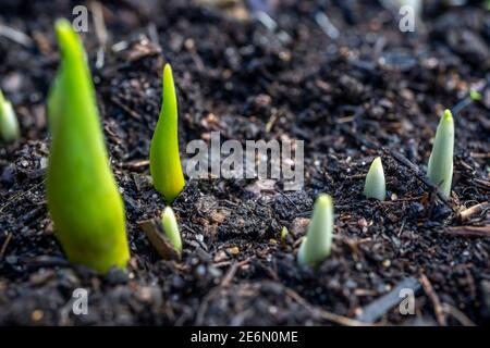 Tulipes et crocus pousses dans le jardin du début du printemps, le printemps éveil et le concept de croissance. Plantes vertes fraîches sur le lit de fleurs. Toile de fond de printemps avec espace de copie. Banque D'Images