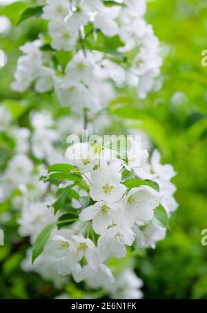 Malus hupehensis. Pomme de crabe chinois, également appelée crabe de Hupei ou pomme de crabe de thé. Fleur blanche au début du printemps. Banque D'Images