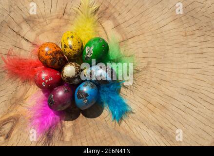 Oeufs de caille de Pâques aux couleurs vives et plumes multicolores pour la décoration, peints avec des couleurs arc-en-ciel, sur un fond beige d'abattage d'un arbre. Banque D'Images