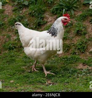 Light poulet Sussex Banque D'Images