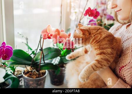 Femme tenant le chat et appréciant orchidées en fleur sur le seuil de fenêtre. Chat au gingembre sentant des fleurs en fleur Banque D'Images