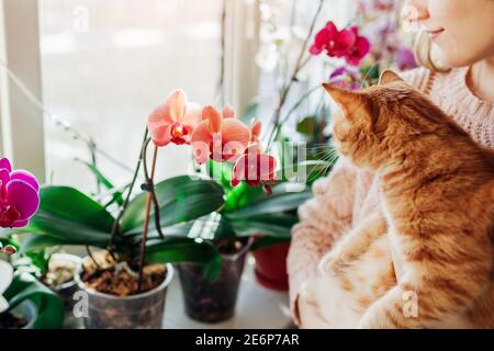 Femme tenant le chat et appréciant orchidées en fleur sur le seuil de fenêtre. Jardinier prenant soin des plantes et des fleurs à la maison. Banque D'Images