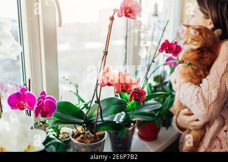 Femme tenant le chat et appréciant orchidées en fleur sur le seuil de fenêtre. Jardinier prenant soin des plantes et des fleurs à la maison. Banque D'Images