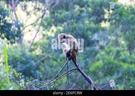 Singe dans un adorable arbre sur le fond des montagnes boisées de pluie. Faune endémique du Sri Lanka. Macaque à la façade pâle (Macaca sinica aurifrons) Banque D'Images