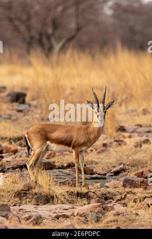 Chinkara ou Gazella bennettii un animal vulnérable portrait avec contact visuel en champ ouvert pendant à ranthambore parc national inde Banque D'Images