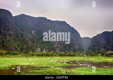 Ferme de canards au Vietnam. Reproduction de canards de Pékin blancs sur un étang naturel dans des montagnes incroyablement pittoresques. L'étang est couvert de jacinthe d'eau qui dans Banque D'Images