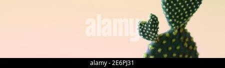 Bannière Web oblongue avec un gros plan d'un coeur forme d'oreilles de lapin plante de cactus isolée sur fond rose coloré Banque D'Images
