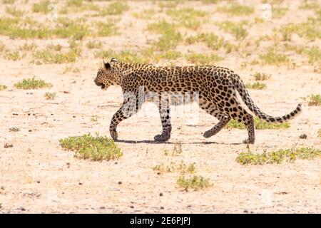 Léopard (Panthera pardus) à Bataluma, parc transfrontalier Kgalagadi, Kalahari, Cap Nord, Afrique du Sud Banque D'Images