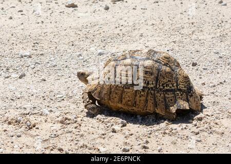 Tortue léopard (Stigmochelys pardalis) Parc transfrontalier Kgalagadi, Kalahari, Cap Nord, Afrique du Sud. Affichage des détails de la coque Banque D'Images