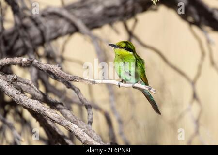 Mérope à queue hirondelle (Merops hirundineus hirundineus hirundineus) juvénile perché sur un arbre, Parc transfrontalier Kgalagadi, Kalahari, Cap Nord, Afrique du Sud Banque D'Images