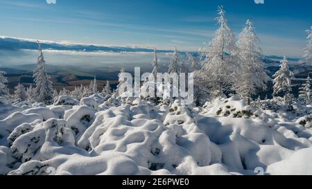 Magnifique montagne. Arrière-plan d'hiver incroyable. Matin gelé en forêt. Pins enneigés sous la lumière du soleil. Vue panoramique Banque D'Images