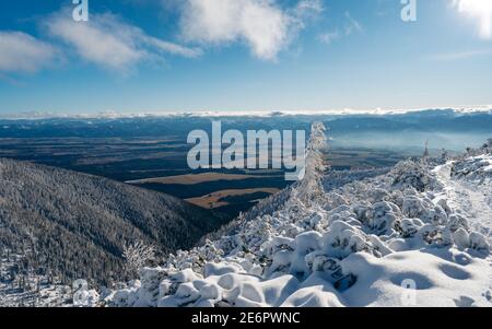 Magnifique montagne. Arrière-plan d'hiver incroyable. Matin gelé en forêt. Pins enneigés sous la lumière du soleil. Vue panoramique Banque D'Images