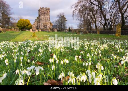 Winterborne Zelston, Dorset, Royaume-Uni. 29 janvier 2021. Météo Royaume-Uni. Un tapis de gouttes de neige en fleur dans le cimetière de l’église St Mary’s à Winterborne Zelston à Dorset, lors d’une après-midi de beaux jours. Crédit photo : Graham Hunt/Alamy Live News Banque D'Images