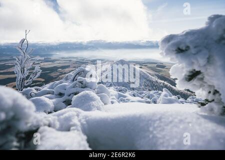 Magnifique montagne. Arrière-plan d'hiver incroyable. Matin gelé en forêt. Pins enneigés sous la lumière du soleil. Vue panoramique Banque D'Images