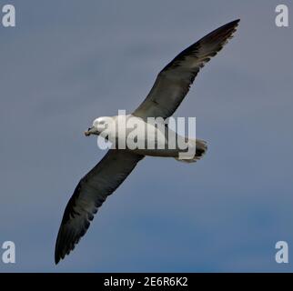 Eider Drake (Somateria mollissima) adulte drake marchant sur la plage Banque D'Images