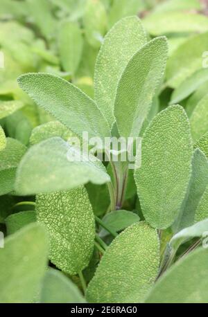 Texture de fond de vert frais sauge poussant dans une herbe jardin Banque D'Images