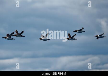 Eider Drake (Somateria mollissima) adulte drake marchant sur la plage Banque D'Images