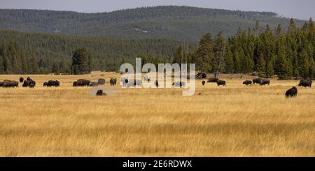 Où le Buffalo se promènent dans le parc national de Yellowstone, Wyoming Banque D'Images