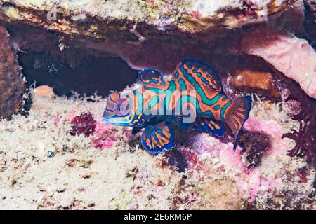 Mandarinfish [Synchiropus slendidus]. Détroit de Lembeh, Nord de Sulawesi, Indonésie. Banque D'Images