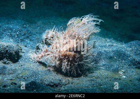 Rayures ou poisson grenouille poilue [Antennarius striatus]. Détroit de Lembeh, au nord de Sulawesi, Indonésie. Banque D'Images