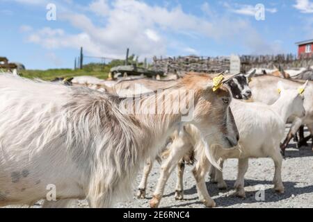 Troupeau de chèvres dans le parc national de Jotunheimen en Norvège Banque D'Images