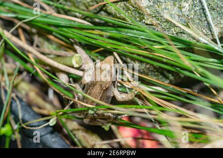 grenouille commune [Rana temporaria] récemment métamorphisée d'un têtard grimpant hors de la baignoire où le frai a été déposé. 15 - 20 mm. Londres, Royaume-Uni Banque D'Images