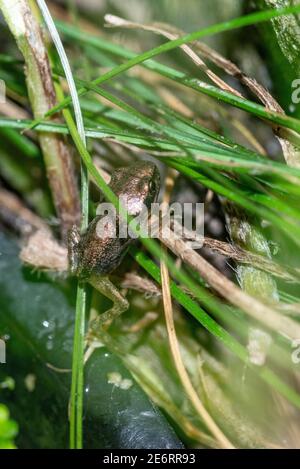 grenouille commune [Rana temporaria] récemment métamorphisée d'un têtard vient de sortir de la baignoire où le frai a été déposé. 15 - 20 mm. Londres, U Banque D'Images