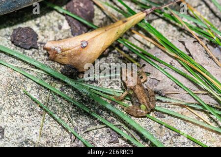 grenouille commune [Rana temporaria] récemment métamorphisé d'un têtard a grimpé hors de la baignoire où le frai a été déposé. 15 - 20 mm. Londres, Royaume-Uni Banque D'Images
