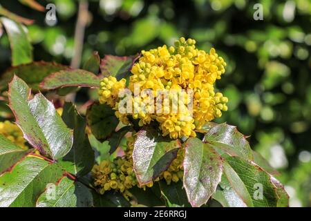La tête de fleur jaune d'un Mahonia aquifolium, le raisin de l'Oregon, Angleterre, Royaume-Uni Banque D'Images