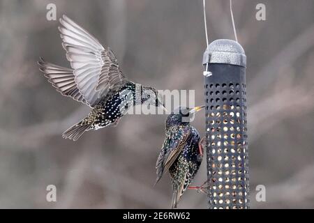 Des amidons se battent en plein air autour de l'engraisseur d'oiseaux Banque D'Images