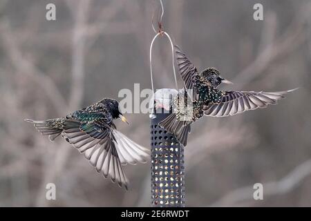 Des amidons se battent en plein air autour de l'engraisseur d'oiseaux Banque D'Images