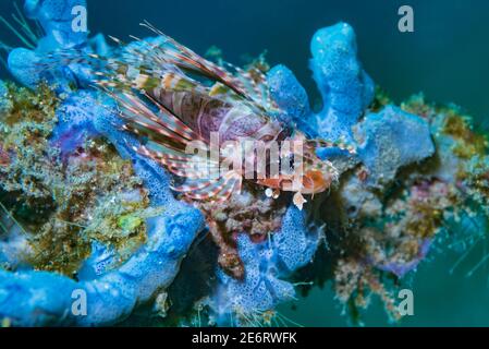 Léonfish zébré [Dendrochirus zébra] perché sur une éponge. Détroit de Lembeh, Nord de Sulawesi, Indonésie. Banque D'Images