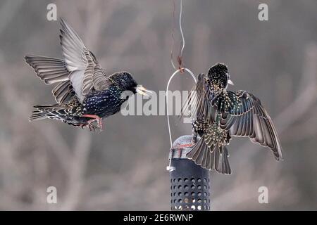 Des amidons se battent en plein air autour de l'engraisseur d'oiseaux Banque D'Images