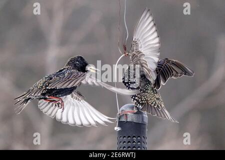 Des amidons se battent en plein air autour de l'engraisseur d'oiseaux Banque D'Images