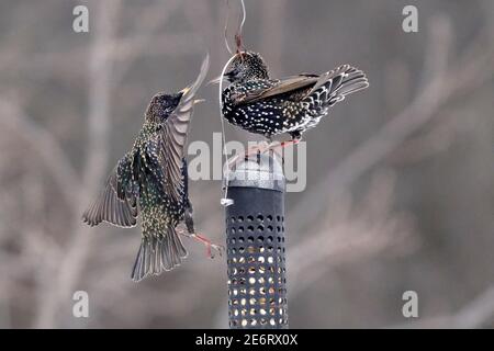 Des amidons se battent en plein air autour de l'engraisseur d'oiseaux Banque D'Images